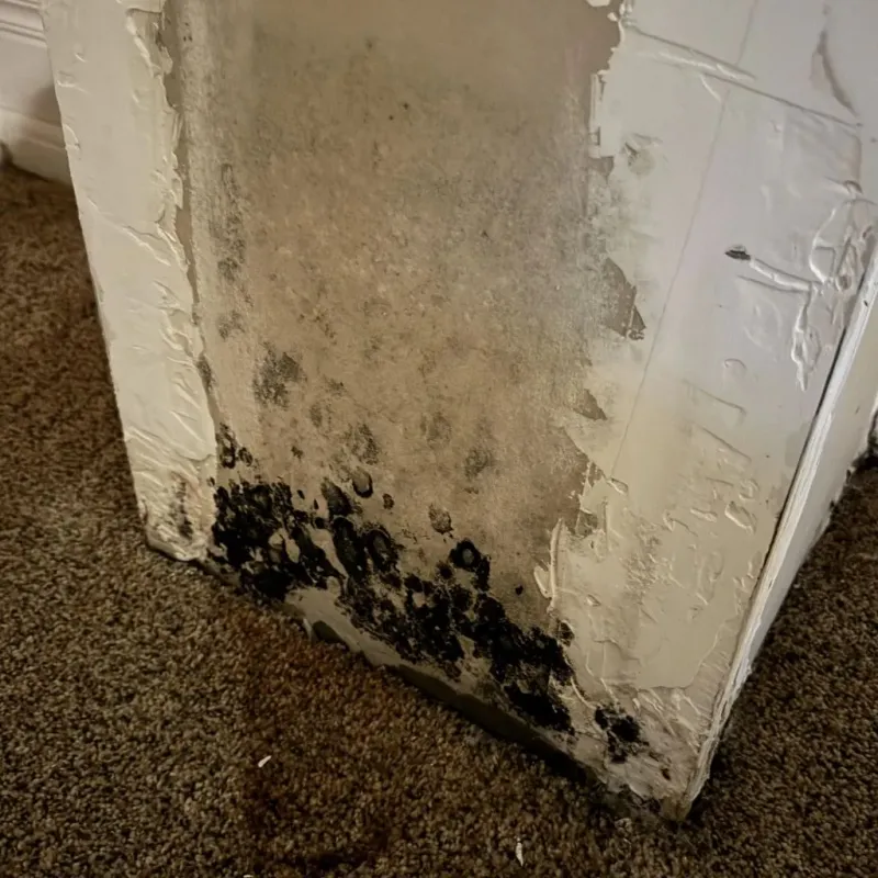 Professional Mold Removal in LaFayette, GA